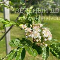 Вид 3