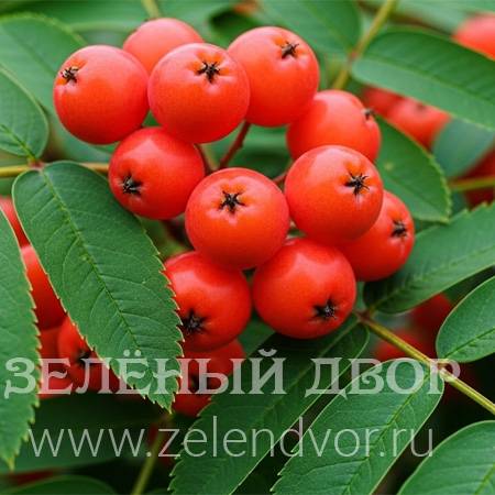 Вид 1