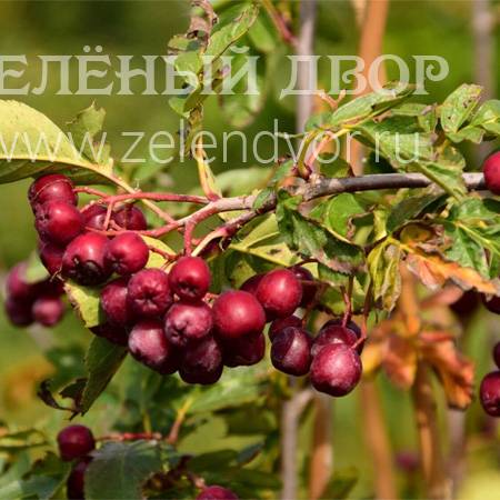 Вид 1