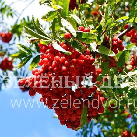 Вид 1