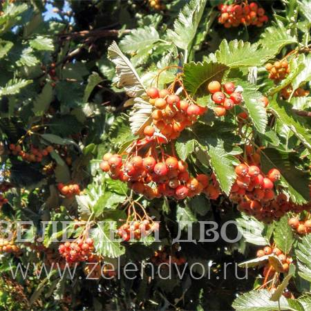 Вид 1