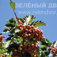 Вид 4