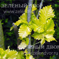 Вид 2