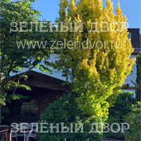 Вид 3