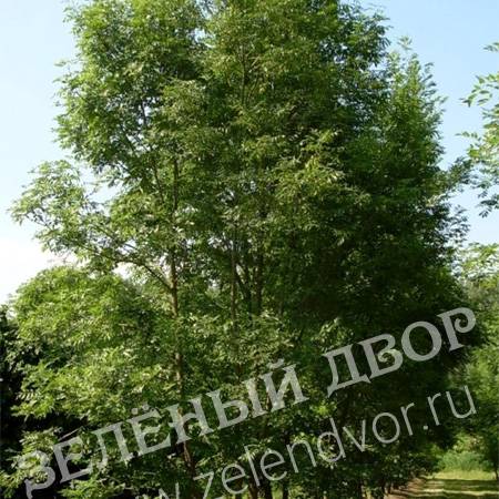Вид 1