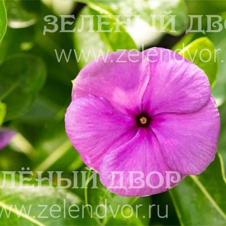 Вид 1
