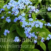Вид 3
