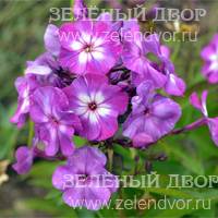 Вид 4