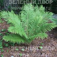 Вид 2