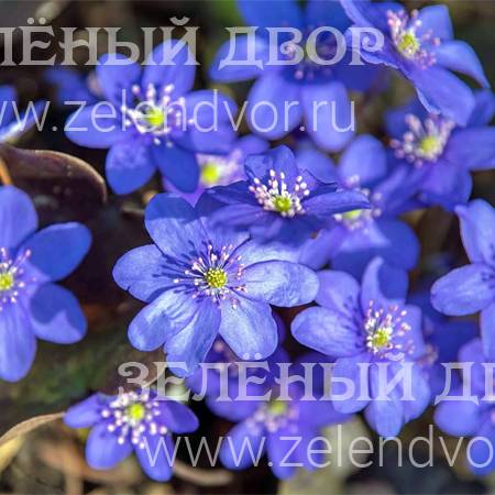 Вид 1