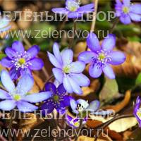 Вид 2