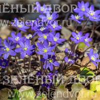 Вид 3
