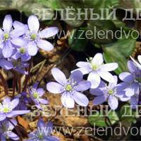 Вид 4