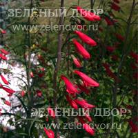 Вид 4