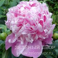 Вид 2