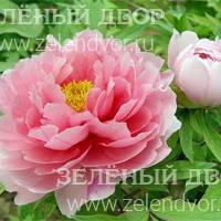 Вид 3