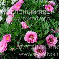Вид 4
