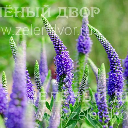 Вид 1