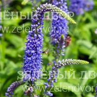 Вид 2