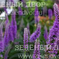 Вид 4