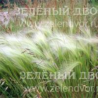 Вид 4