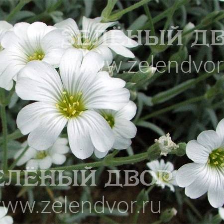 Вид 1