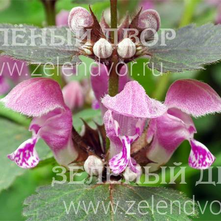 Вид 1