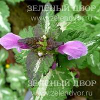 Вид 3